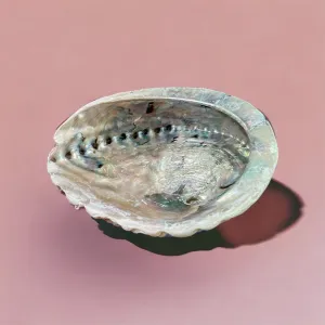 Abalone Shells (for smudging)