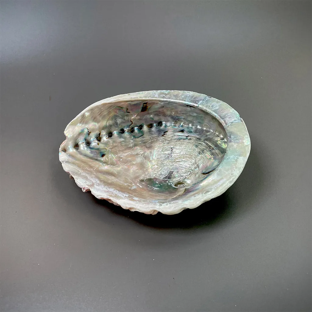 Abalone Shells (for smudging)
