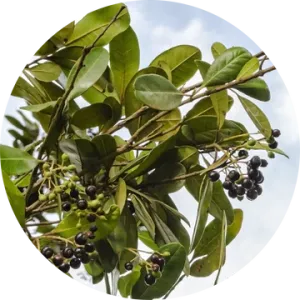 Allspice Essential Oil - Living Libations