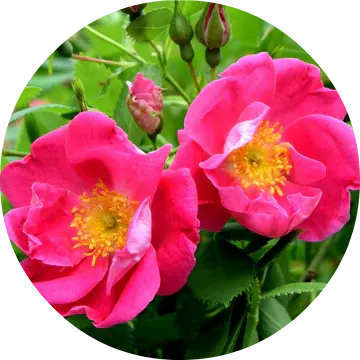 Apothecary Rose Absolute - Living Libations