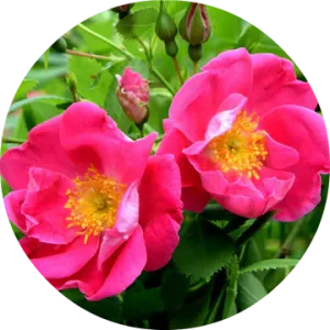 Apothecary Rose Absolute - Living Libations