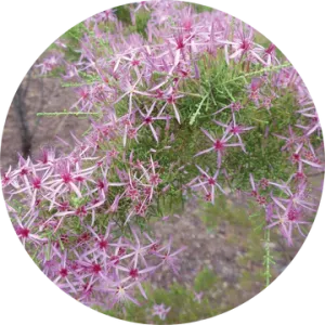 Australian Heather Essential Oil - Living Libations