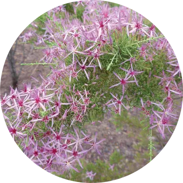 Australian Heather Essential Oil - Living Libations