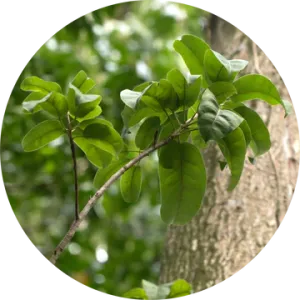 Balsam Peru Essential Oil - Living Libations