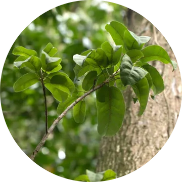 Balsam Peru Essential Oil - Living Libations