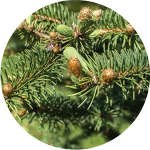 Christmas Tree Essential Oil - Living Libations