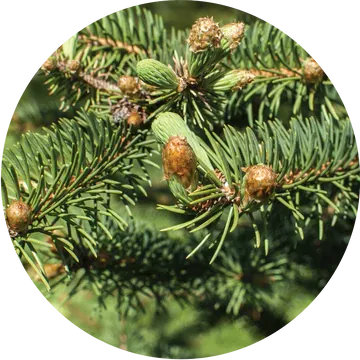 Christmas Tree Essential Oil - Living Libations