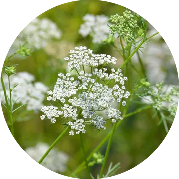 Cumin Essential Oil - Living Libations