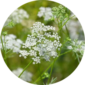 Cumin Essential Oil - Living Libations