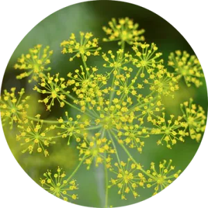 Dill Essential Oil - Living Libations