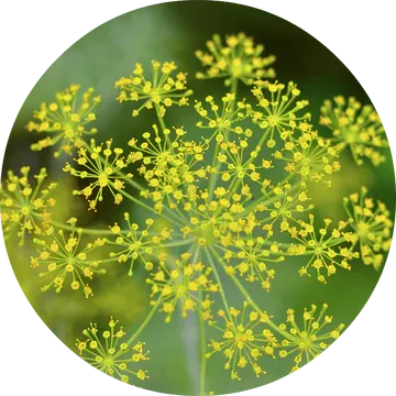 Dill Essential Oil - Living Libations