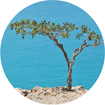 Frankincense, Carterri Essential Oil - Living Libations