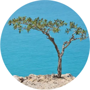 Frankincense, Carterri Essential Oil - Living Libations
