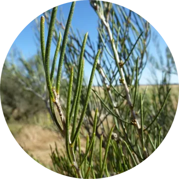 Honey Myrtle Essential Oil - Living Libations