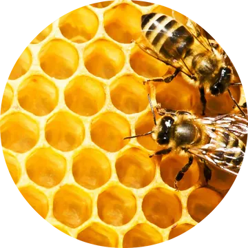 Honeycomb Absolute - Living Libations
