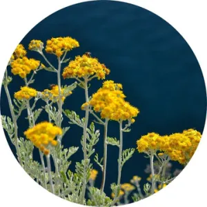 Immortelle Essential Oil - Living Libations