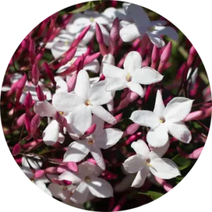 Jasmine Attar Motia Essential Oil - Living Libations