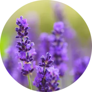 Lavender Absolute - Living Libations