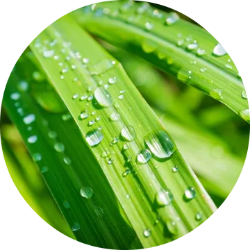 Lemongrass Essential Oil - Living Libations