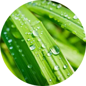 Lemongrass Essential Oil - Living Libations