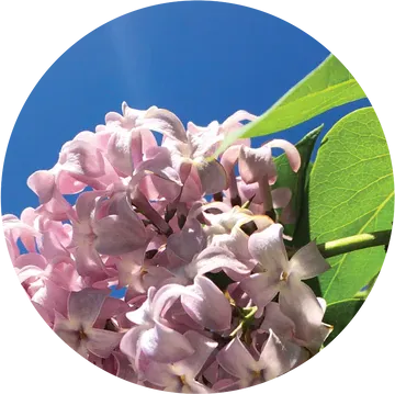 Lilac Essential Oil - Living Libations