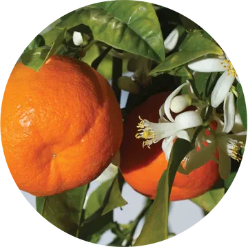 Mandarin Essential Oil - Living Libations