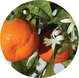 Mandarin Essential Oil - Living Libations