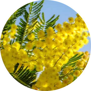 Mimosa Absolute - Living Libations