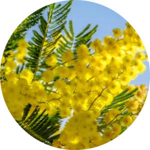 Mimosa Absolute - Living Libations
