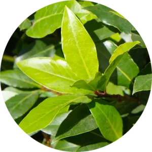 Moena Essential Oil - Living Libations
