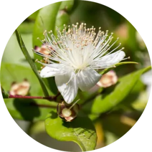 Myrtle Essential Oil - Living Libations