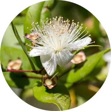 Myrtle Essential Oil - Living Libations