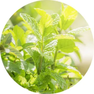 Peppermint Essential Oil - Living Libations