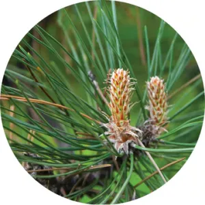 Pine Grande White Essential Oil - Living Libations