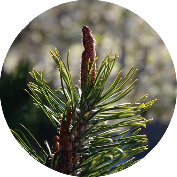 Ponderosa Pine Cone Essential Oil - Living Libations