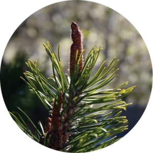 Ponderosa Pine Cone Essential Oil - Living Libations