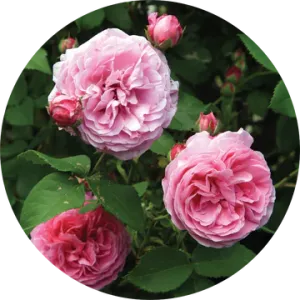 Rose Bourbon Absolute - Living Libations