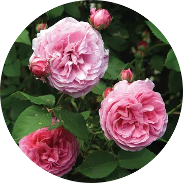 Rose Bourbon Absolute - Living Libations