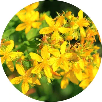 Saint Johnswort Essential Oil - Living Libations