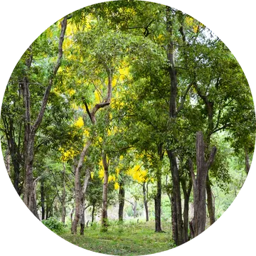 Sandalwood Essential Oil - Living Libations