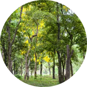 Sandalwood Essential Oil - Living Libations