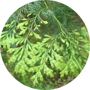 Siam Wood Essential Oil - Living Libations