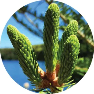 Spruce, Black Essential Oil - Living Libations