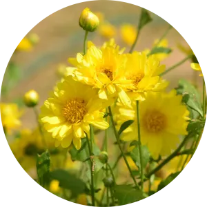 Sun Gold Daisy Essential Oil - Living Libations