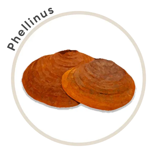 Titan 10 Mushroom Extract Powder 85g *Limited Edition* - La Republica