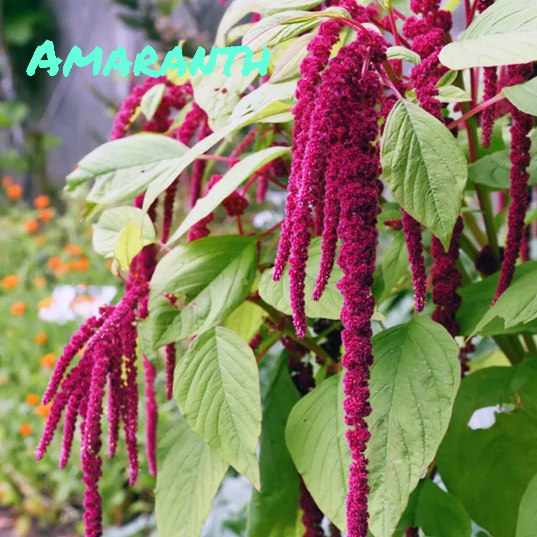 Trickster Teachers - Amaranth CLEARANCE