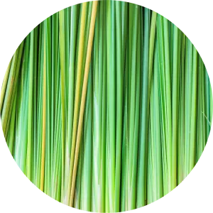 Vetiver Essential Oil - Living Libations