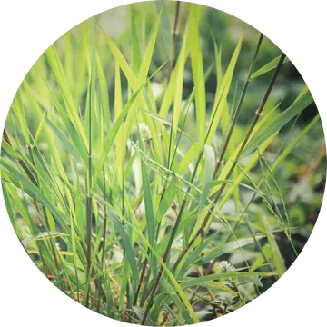 Vetiver Ruh Khus Essential Oil - Living Libations