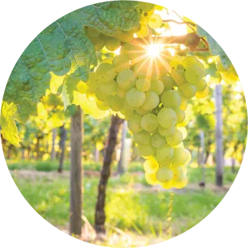 White Cognac Essential Oil - Living Libations