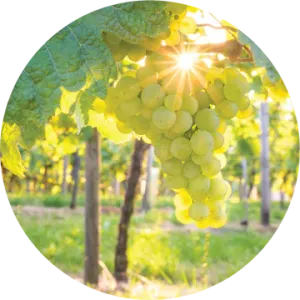 White Cognac Essential Oil - Living Libations
